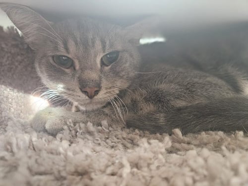 DIPSY - Domestic Short Hair available for adoption