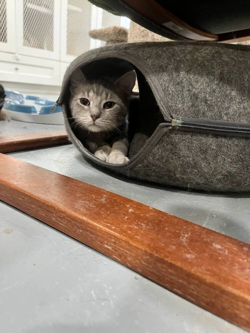 DIPSY - Domestic Short Hair available for adoption