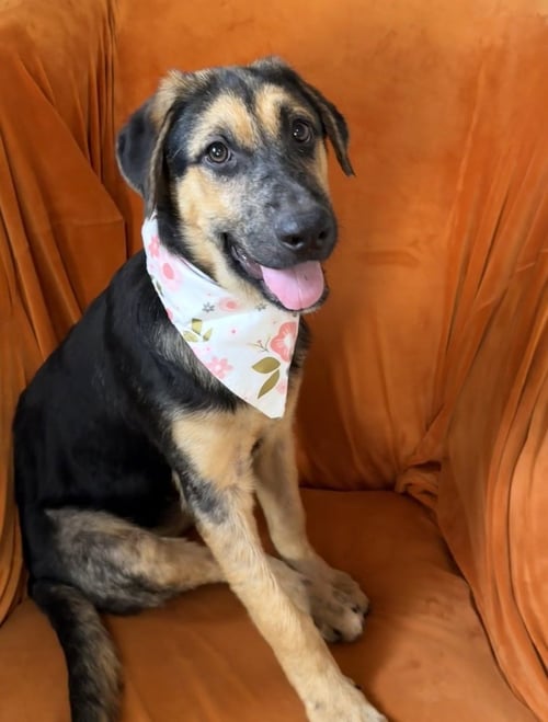 BLANCHE - German Shepherd Dog available for adoption