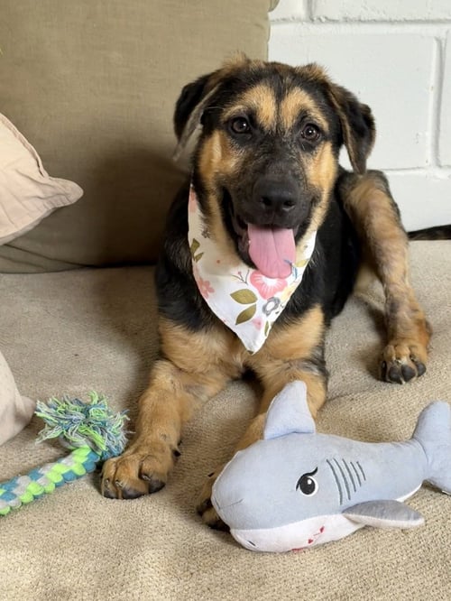 BLANCHE - German Shepherd Dog available for adoption