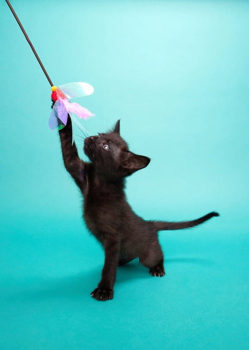 EZRA - Domestic Medium Hair available for adoption