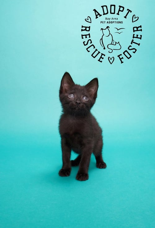 EZRA - Domestic Medium Hair available for adoption