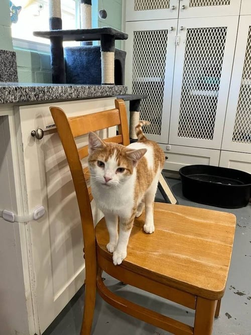 FANTA - Domestic Short Hair available for adoption