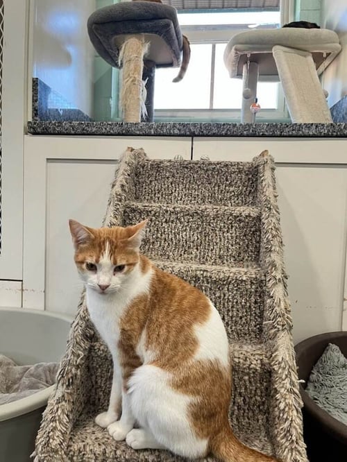 FANTA - Domestic Short Hair available for adoption