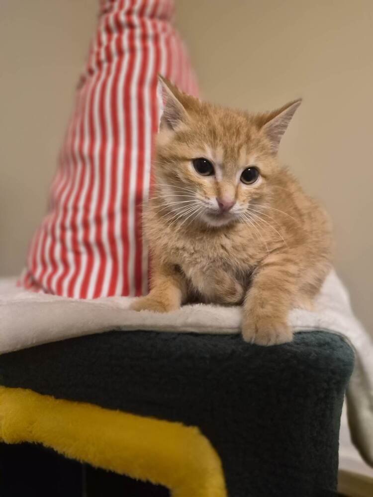 BLAZE - Domestic Medium Hair available for adoption