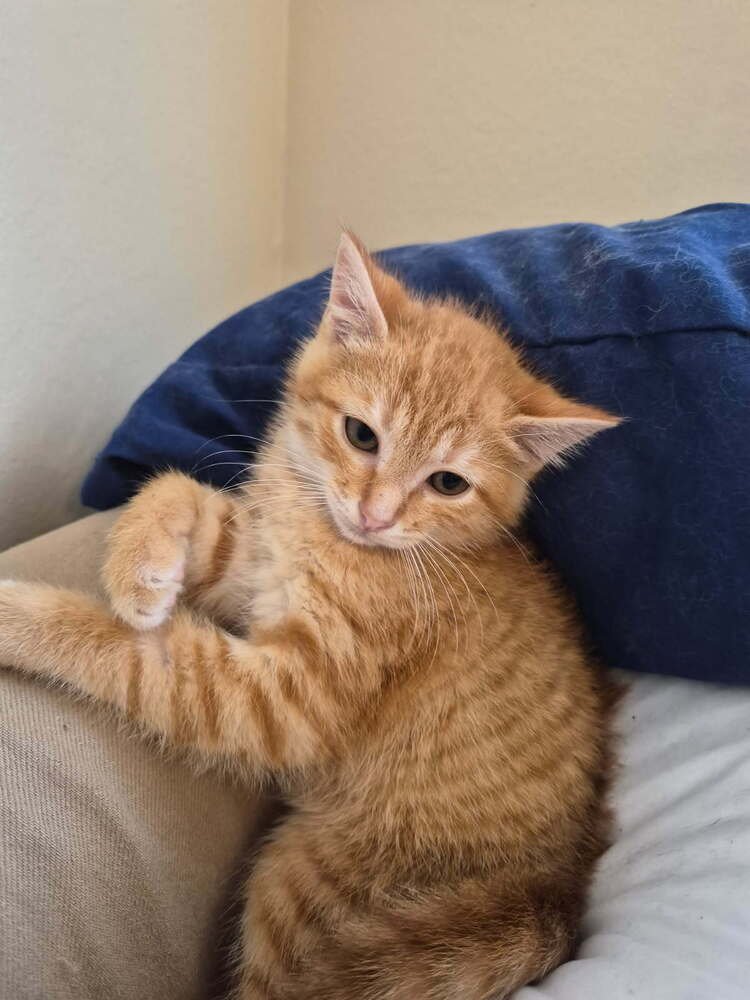 BLAZE - Domestic Medium Hair available for adoption