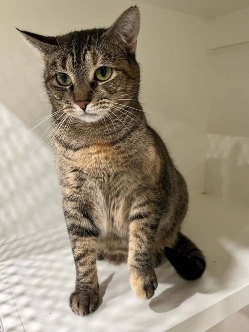 MERCEDES - Domestic Short Hair available for adoption