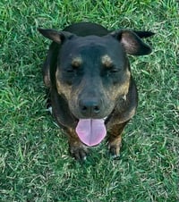 Olive - Photo 4