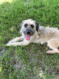 Maizie - Photo 4