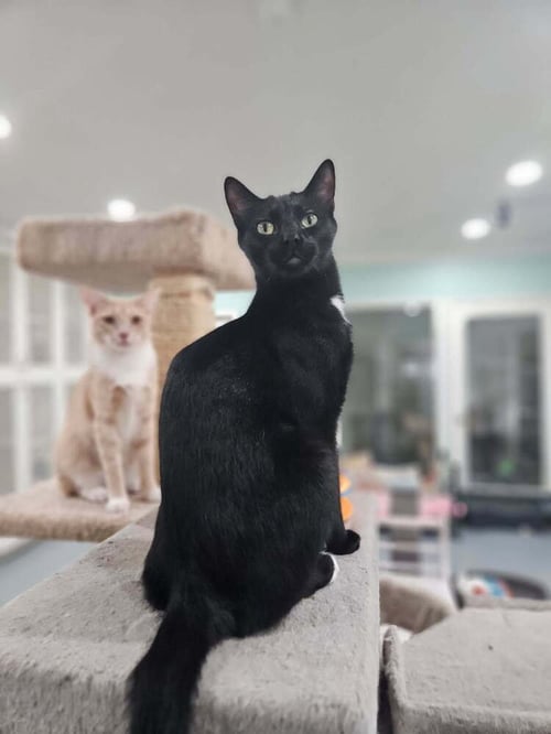 CHARCOAL - Domestic Medium Hair available for adoption