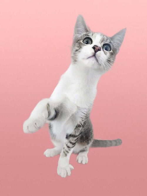 NIMBUS - Domestic Short Hair available for adoption