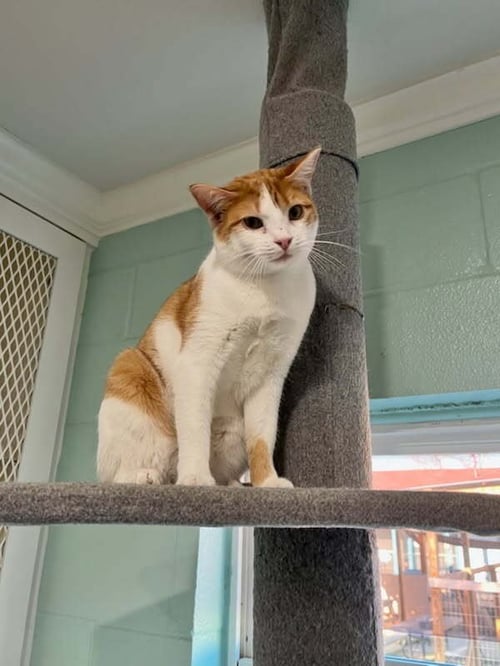 SUNKIST - Domestic Short Hair available for adoption