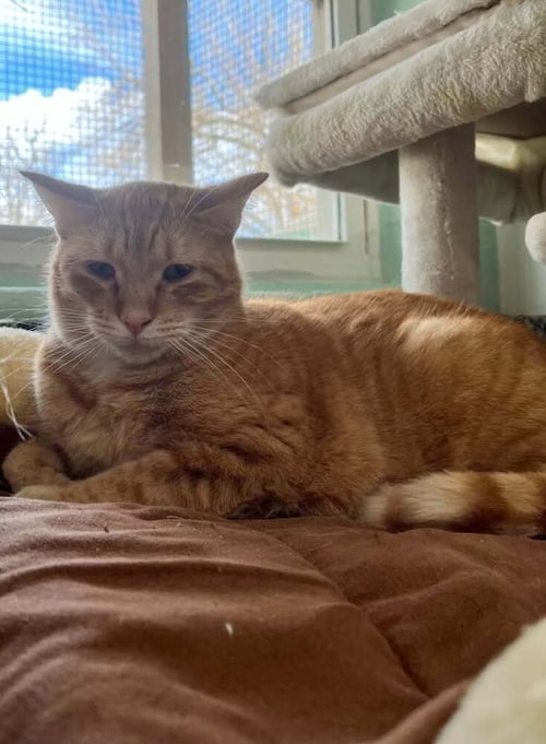 ROVER - Domestic Short Hair available for adoption