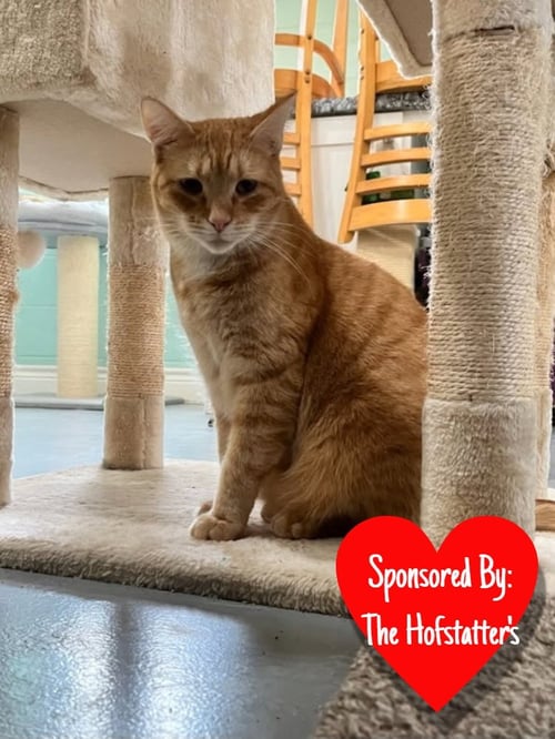 ROVER - Domestic Short Hair available for adoption