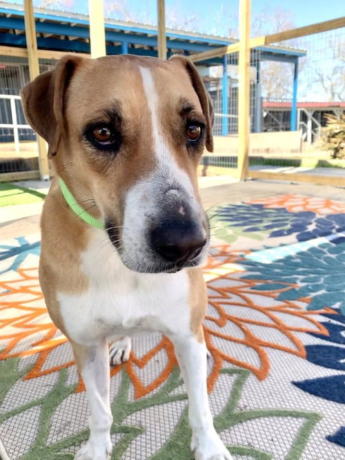 CHARLES - Hound / Terrier available for adoption