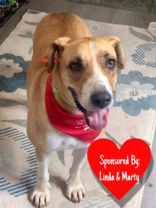 CHARLES - Hound / Terrier available for adoption
