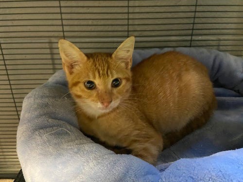 ASTRID - Domestic Short Hair available for adoption