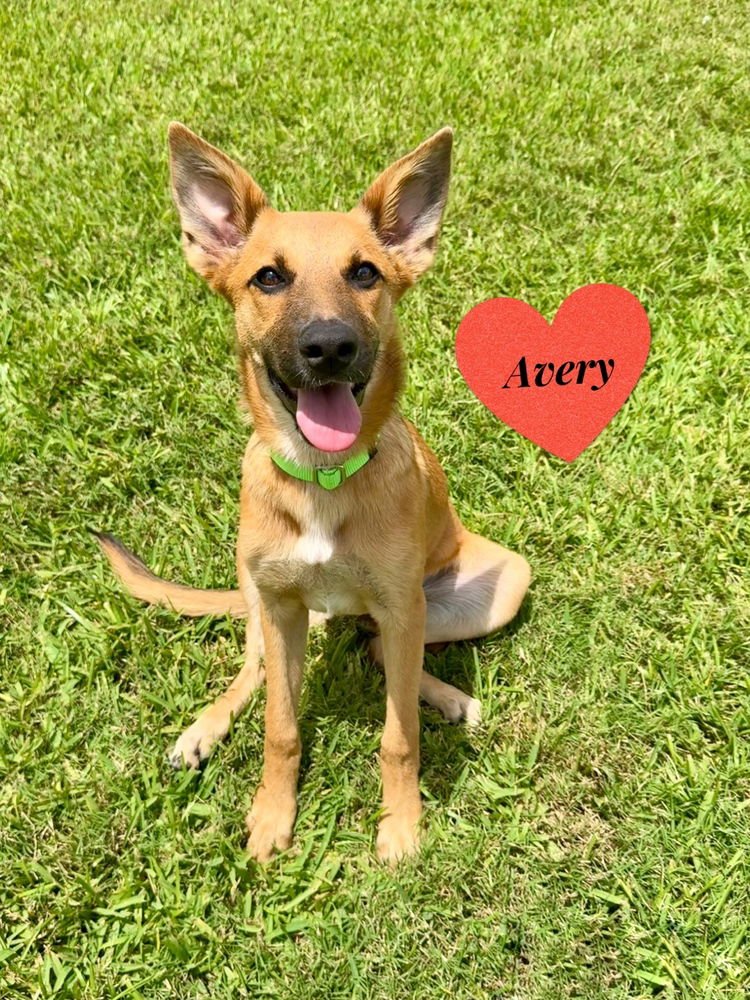 FINLEY - German Shepherd Dog for adoption in League City