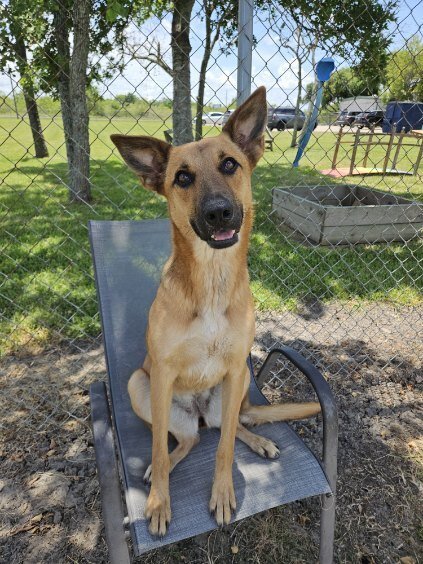 FINLEY - German Shepherd Dog available for adoption