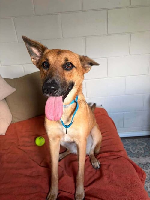 FINLEY - German Shepherd Dog available for adoption