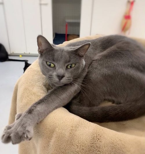 LADY ASHLEY - Domestic Short Hair available for adoption