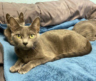 LADY ASHLEY - Domestic Short Hair available for adoption