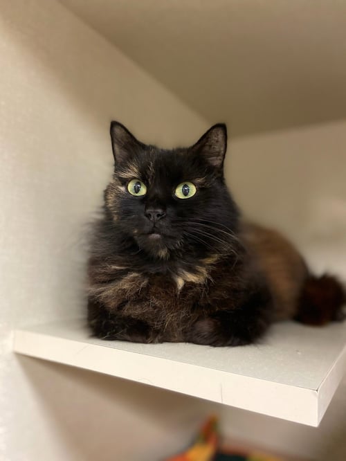 ALEXUS - Domestic Medium Hair available for adoption