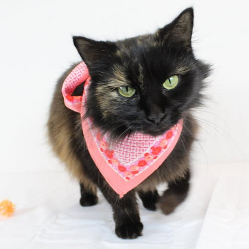 ALEXUS - Domestic Medium Hair available for adoption