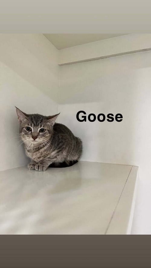GOOSE - Domestic Short Hair available for adoption
