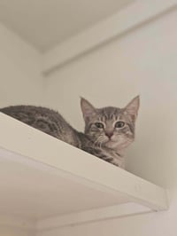 Goose - Photo 1