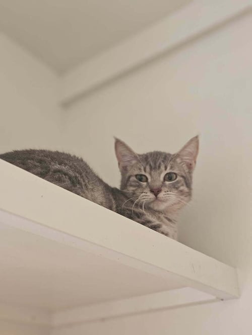 GOOSE - Domestic Short Hair available for adoption