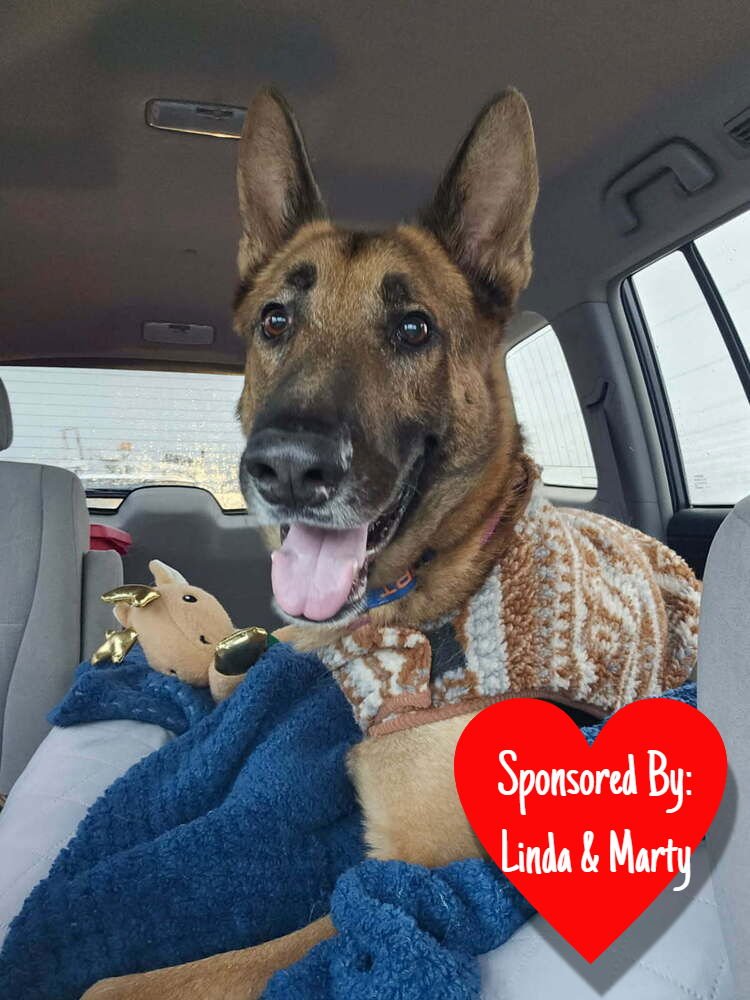 DOC HOLIDAY - German Shepherd Dog available for adoption