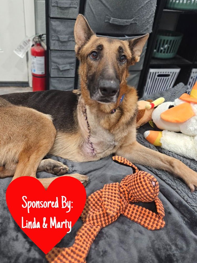 DOC HOLIDAY - German Shepherd Dog available for adoption
