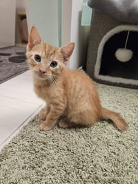 Frankenstein - Photo 1