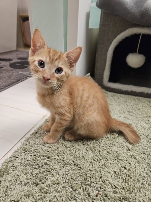FRANKENSTEIN - Domestic Short Hair available for adoption