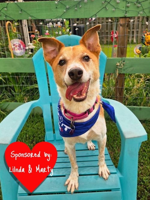 BUDDY - Terrier available for adoption