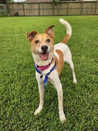 Buddy - Photo 3