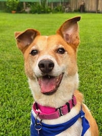 Buddy - Photo 2