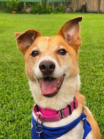 BUDDY - Terrier available for adoption