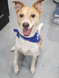 Buddy - Photo 4