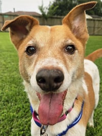 Buddy - Photo 2