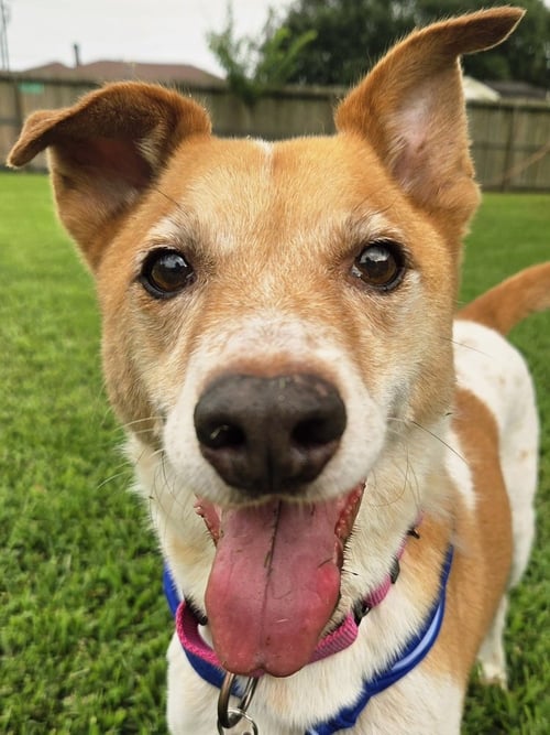 BUDDY - Terrier available for adoption
