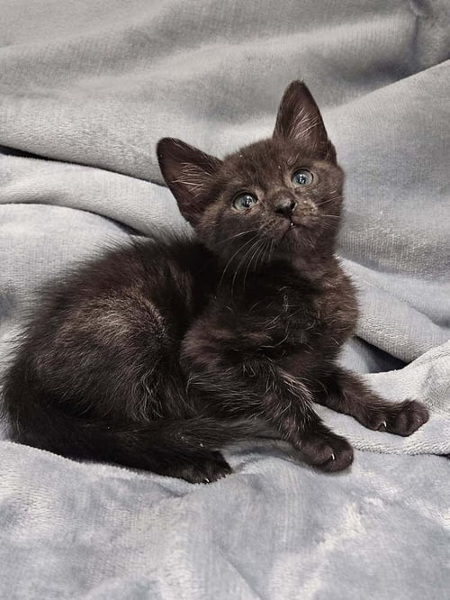 DRACO - Domestic Short Hair available for adoption