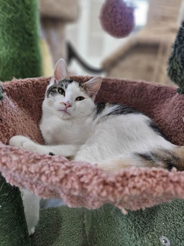 BLOSSOM - Domestic Short Hair available for adoption