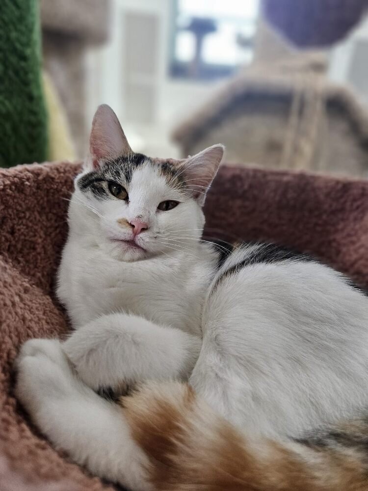 BLOSSOM - Domestic Short Hair available for adoption