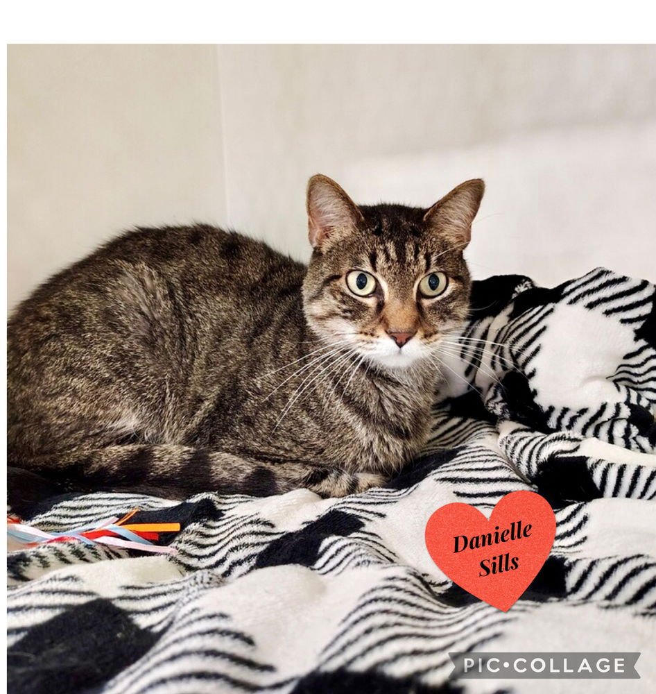 SPARTA - Domestic Short Hair available for adoption