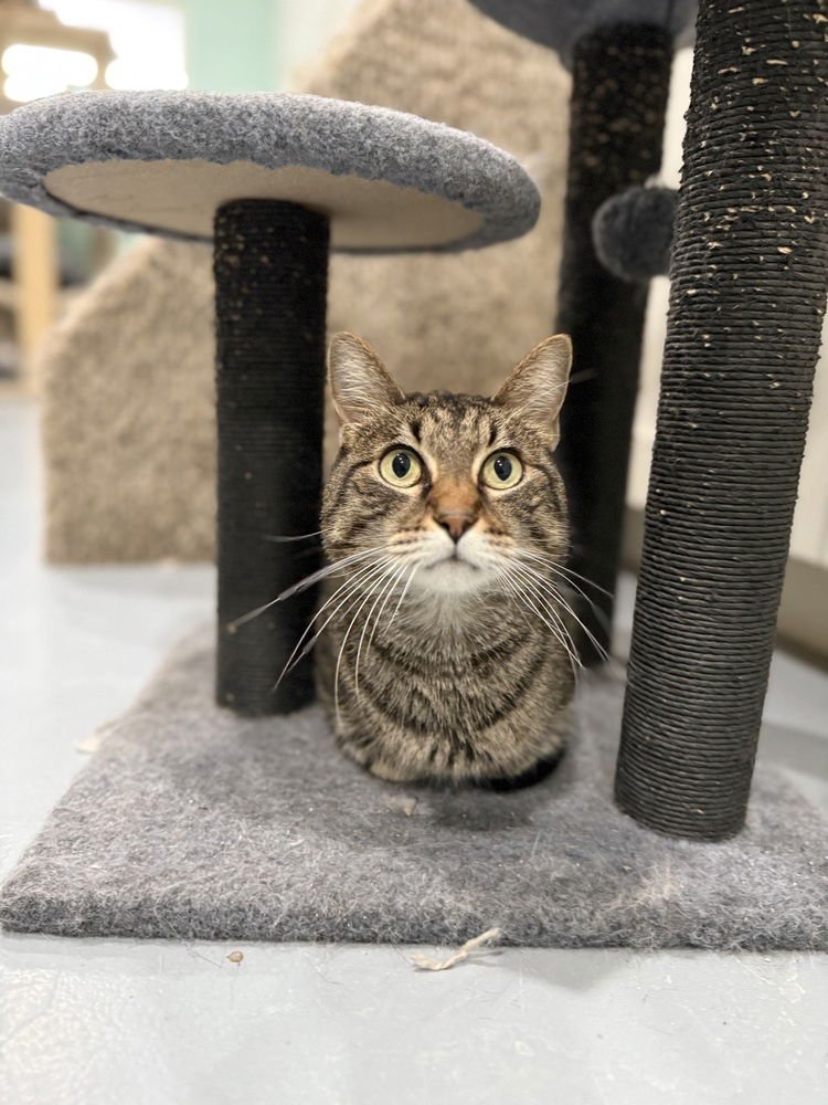 SPARTA - Domestic Short Hair available for adoption