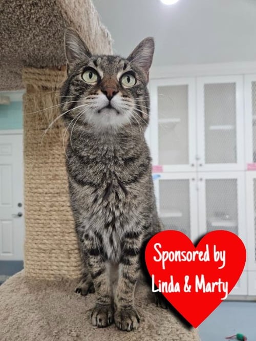 SPARTA - Domestic Short Hair available for adoption