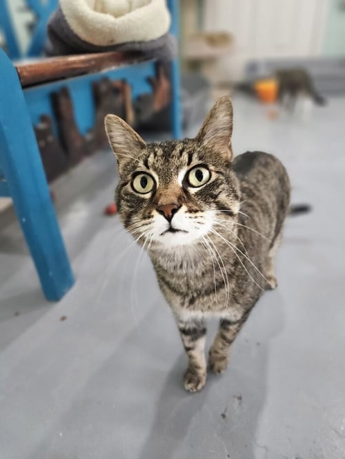 SPARTA - Domestic Short Hair available for adoption