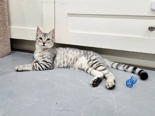 BILBO - Domestic Short Hair available for adoption